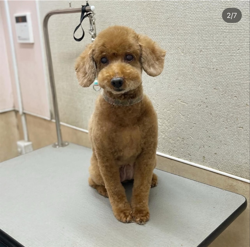 f:id:rudolf-ac:20251122165736j:image