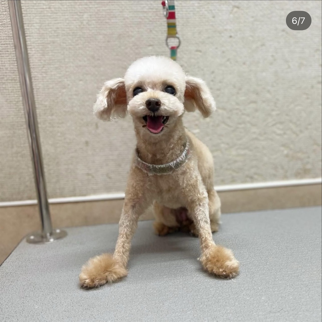 f:id:rudolf-ac:20251122165745j:image