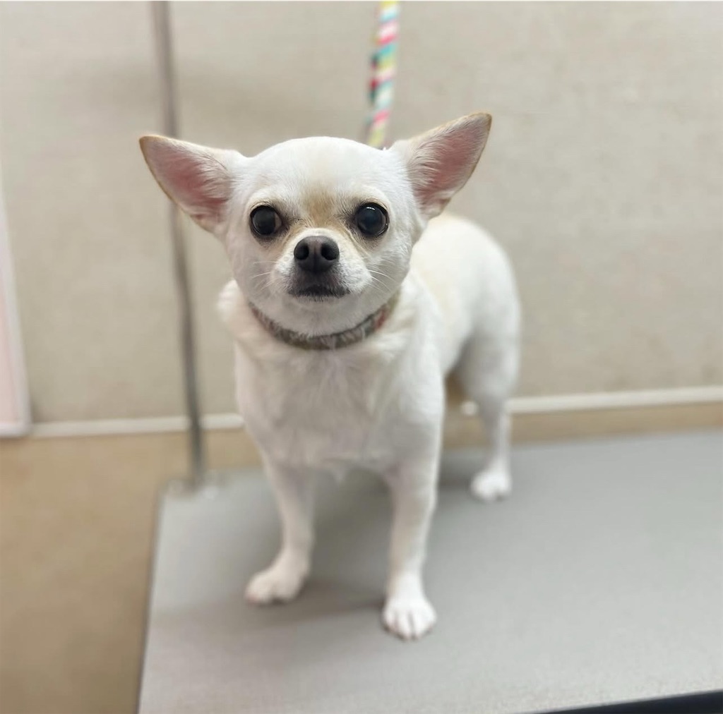 f:id:rudolf-ac:20251122170303j:image