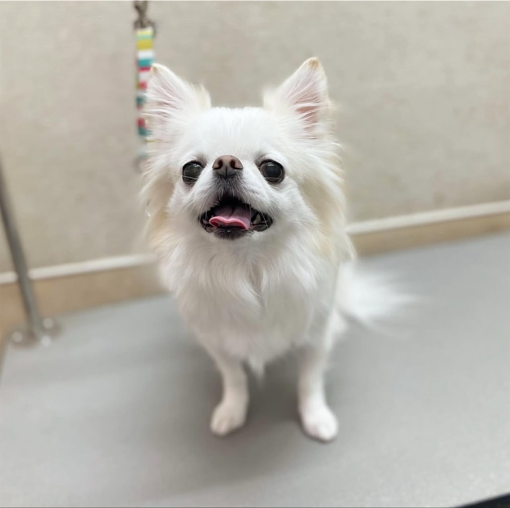 f:id:rudolf-ac:20251122170311j:image