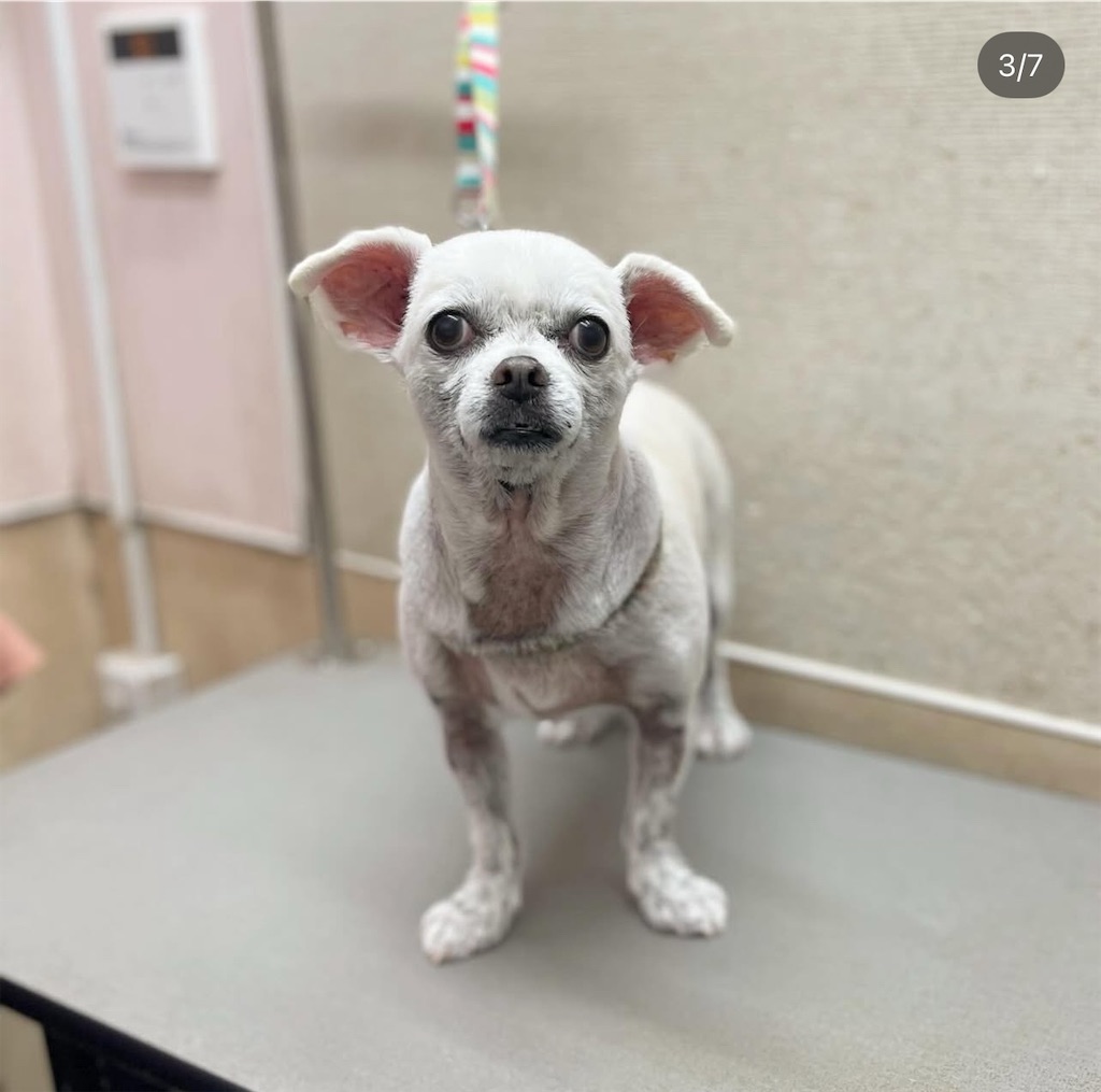 f:id:rudolf-ac:20251122170321j:image