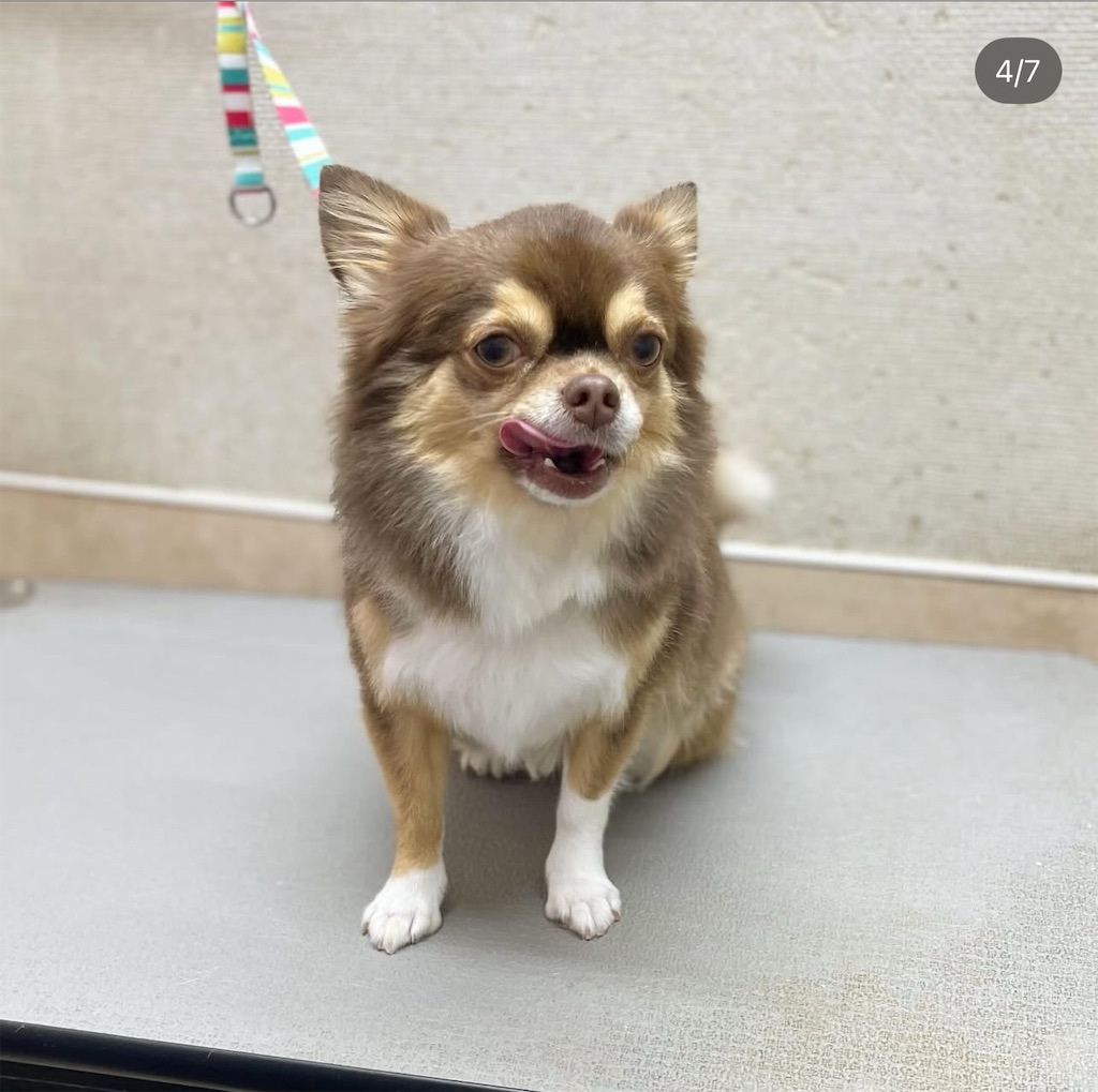 f:id:rudolf-ac:20251122170324j:image