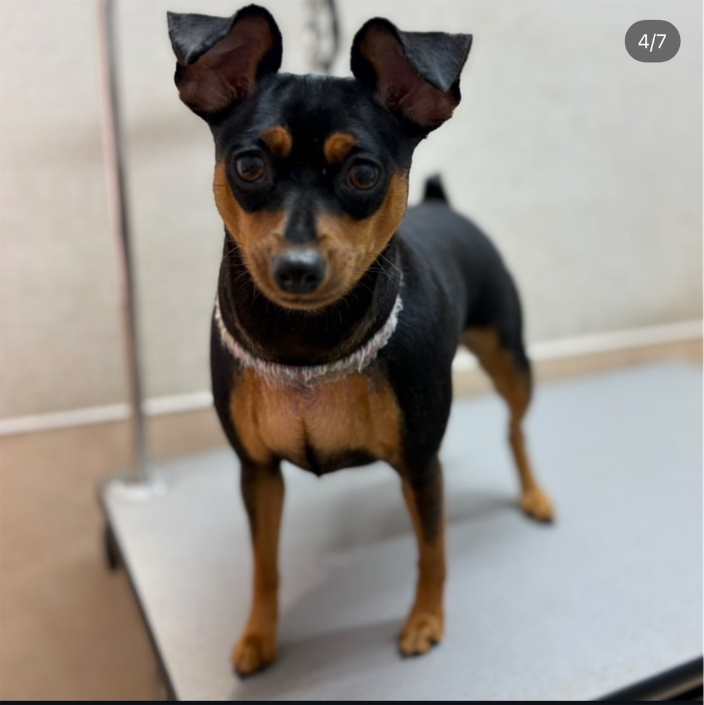 f:id:rudolf-ac:20251122170925j:image