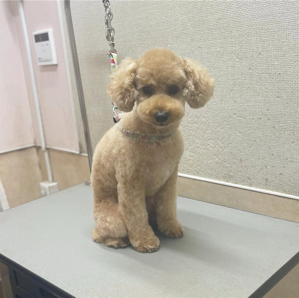 f:id:rudolf-ac:20251122171738j:image