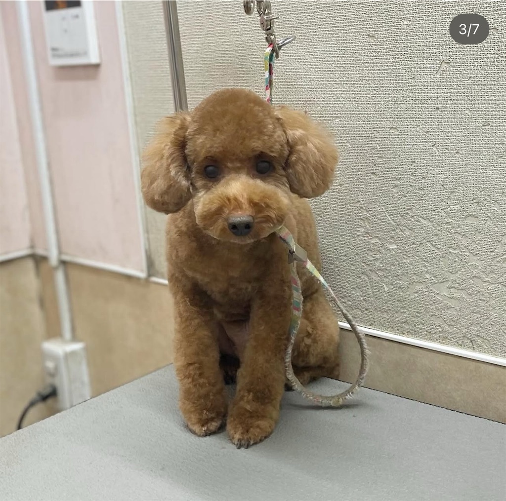 f:id:rudolf-ac:20251122171742j:image