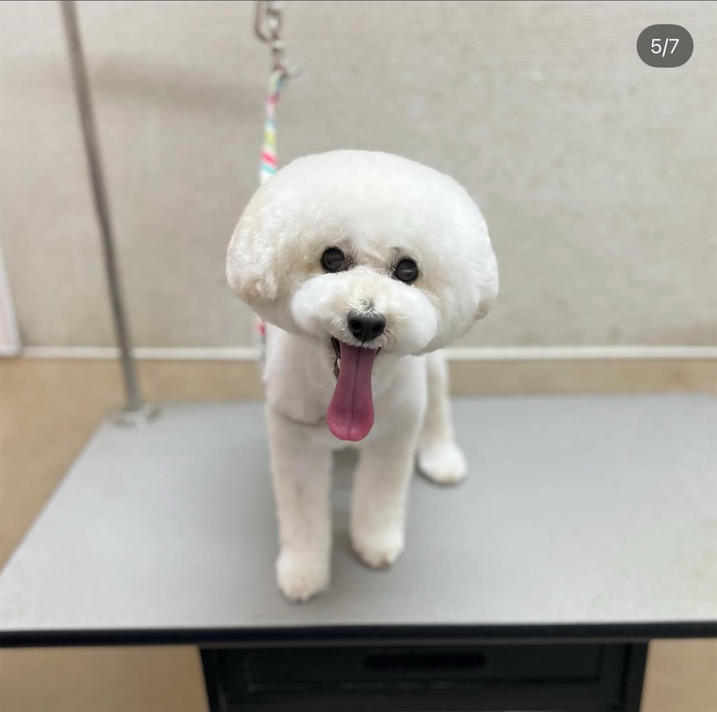 f:id:rudolf-ac:20251122171750j:image