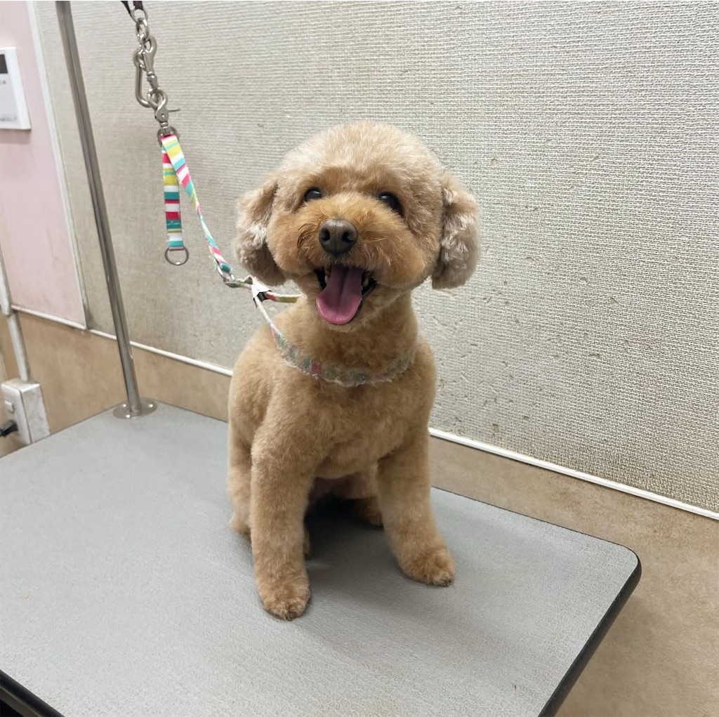 f:id:rudolf-ac:20251122171757j:image