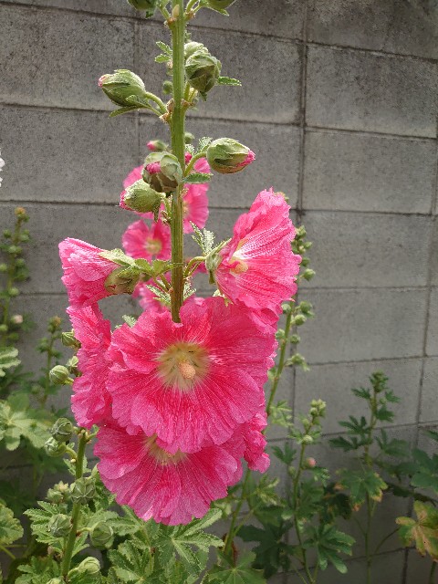 f:id:rudolf1981:20220526122758j:image
