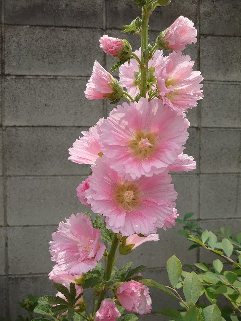 f:id:rudolf1981:20220526122958j:image