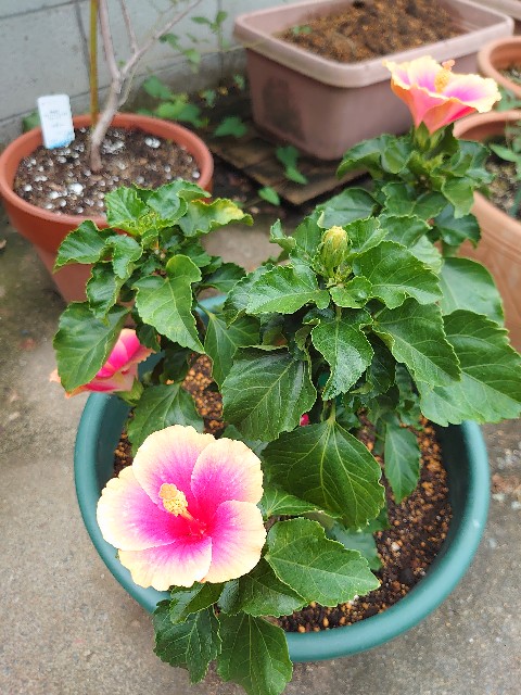 f:id:rudolf1981:20231006092012j:image