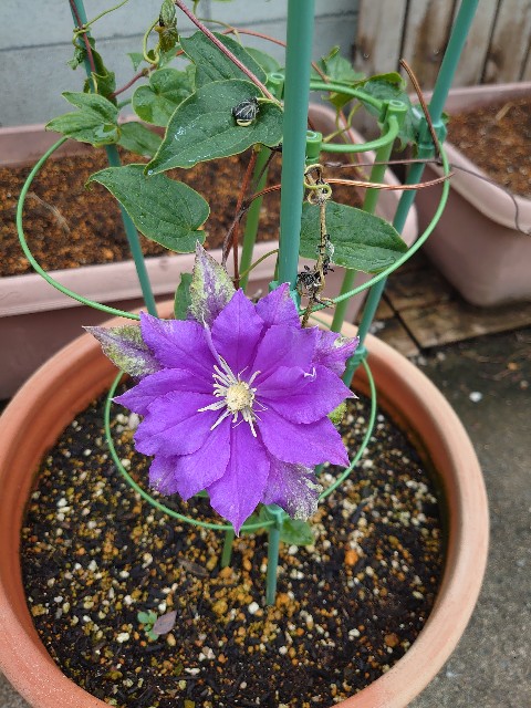 f:id:rudolf1981:20231006092050j:image