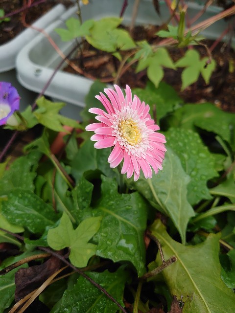 f:id:rudolf1981:20231006092122j:image