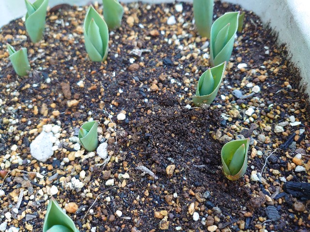 f:id:rudolf1981:20240304125028j:image