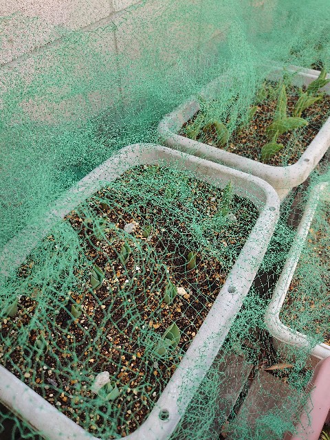 f:id:rudolf1981:20240304125226j:image