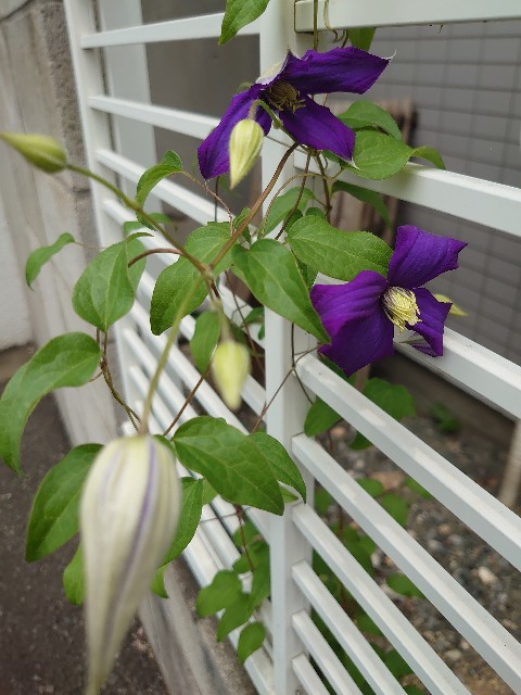 f:id:rudolf1981:20240706212029j:image