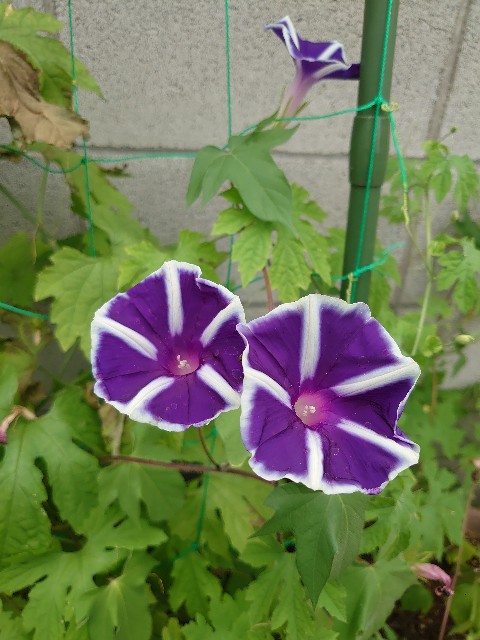 f:id:rudolf1981:20240706212237j:image
