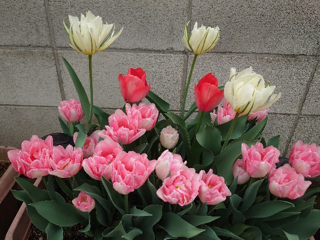 f:id:rudolf1981:20250412162712j:image