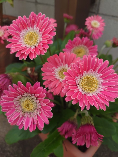 f:id:rudolf1981:20250511111553j:image
