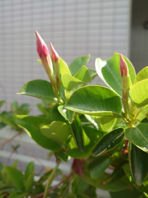 f:id:rudolf1981:20250511112247j:image