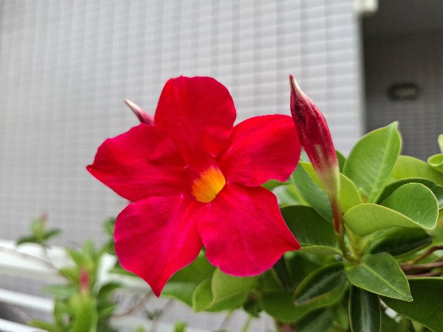f:id:rudolf1981:20250522090307j:image