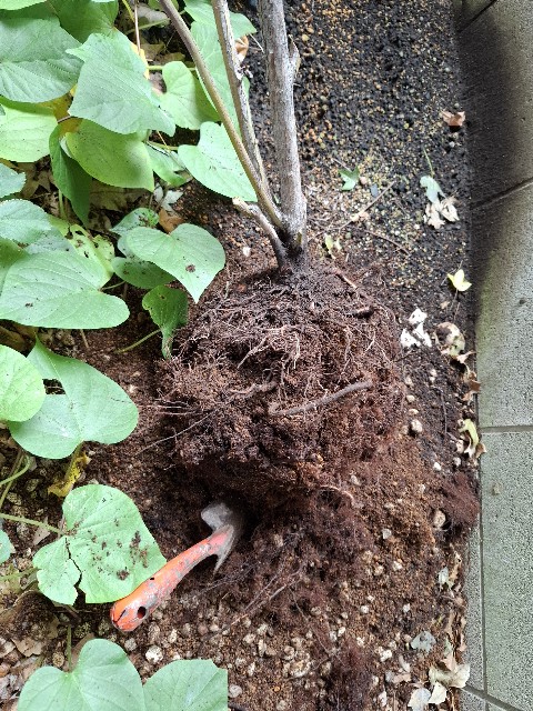 f:id:rudolf1981:20250921163217j:image