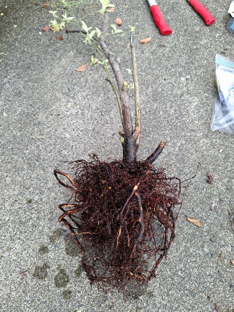 f:id:rudolf1981:20250921163317j:image