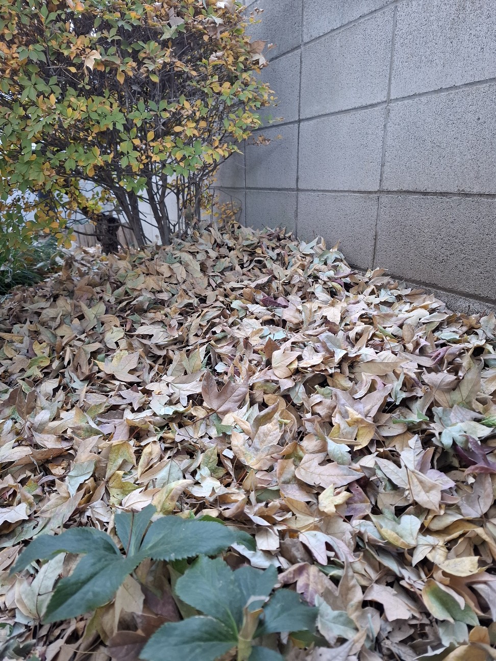 f:id:rudolf1981:20251206070614j:image