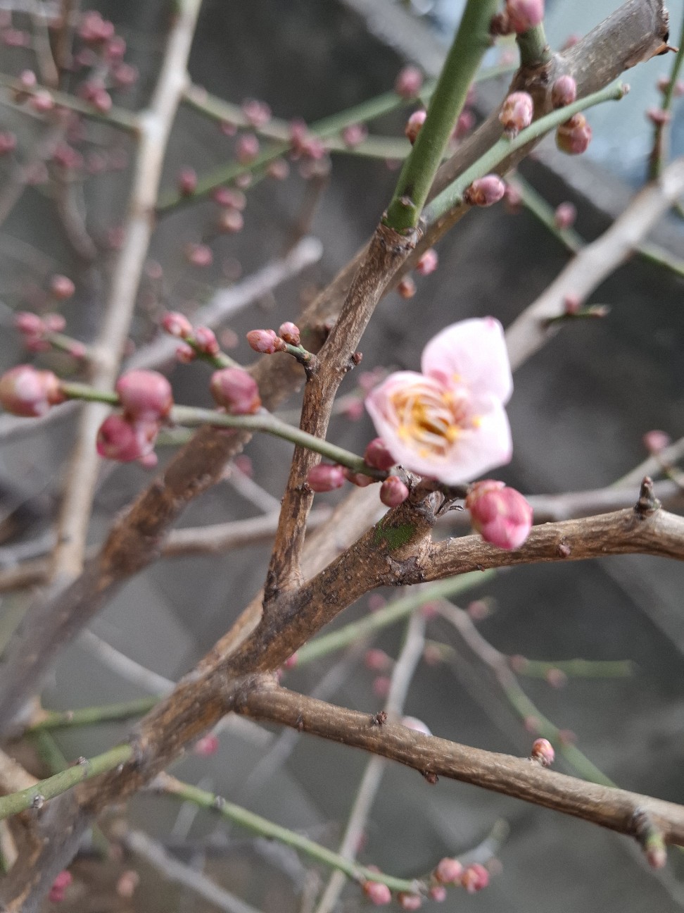 f:id:rudolf1981:20260119165537j:image