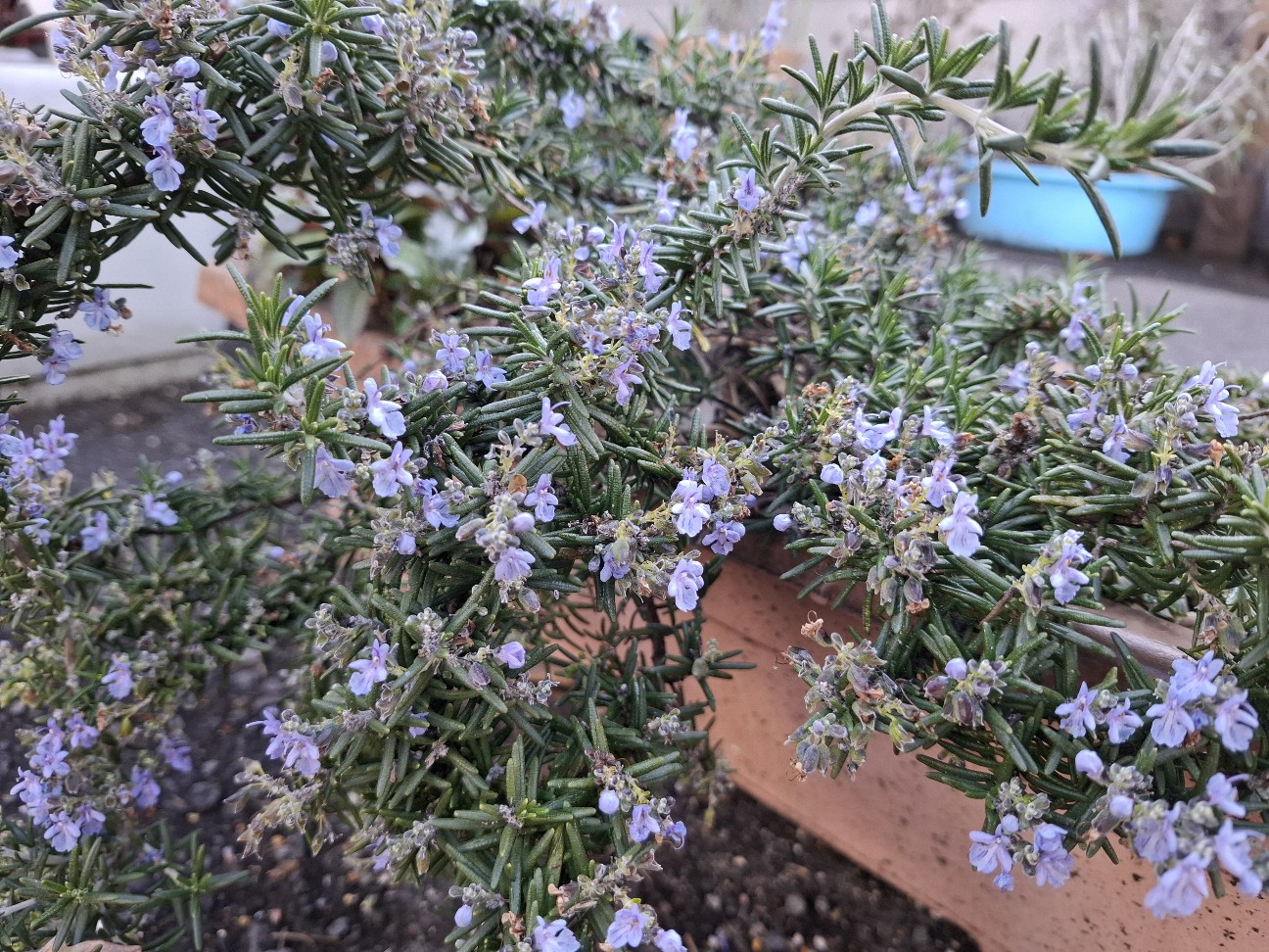 f:id:rudolf1981:20260203123136j:image