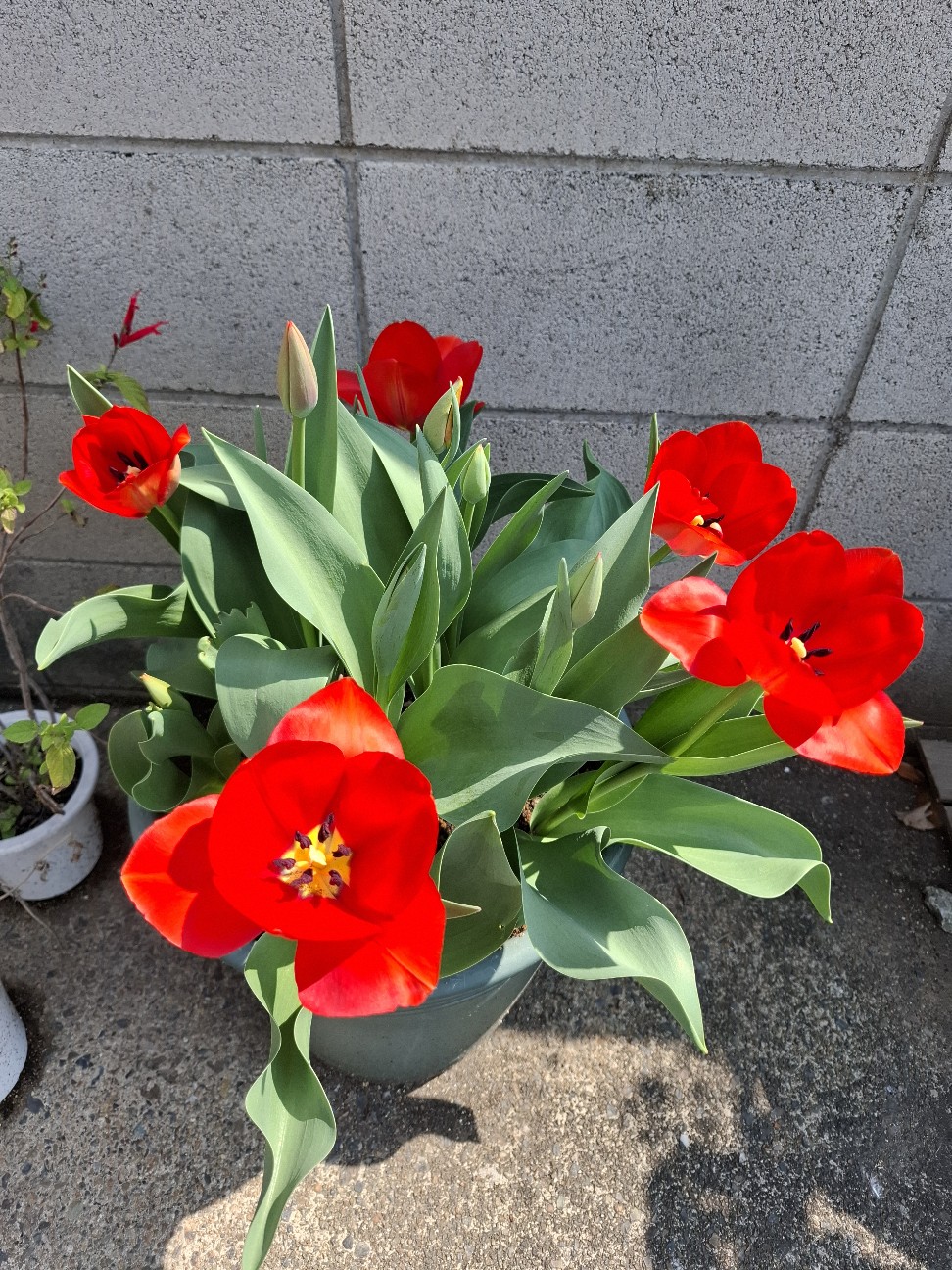 f:id:rudolf1981:20260330100022j:image