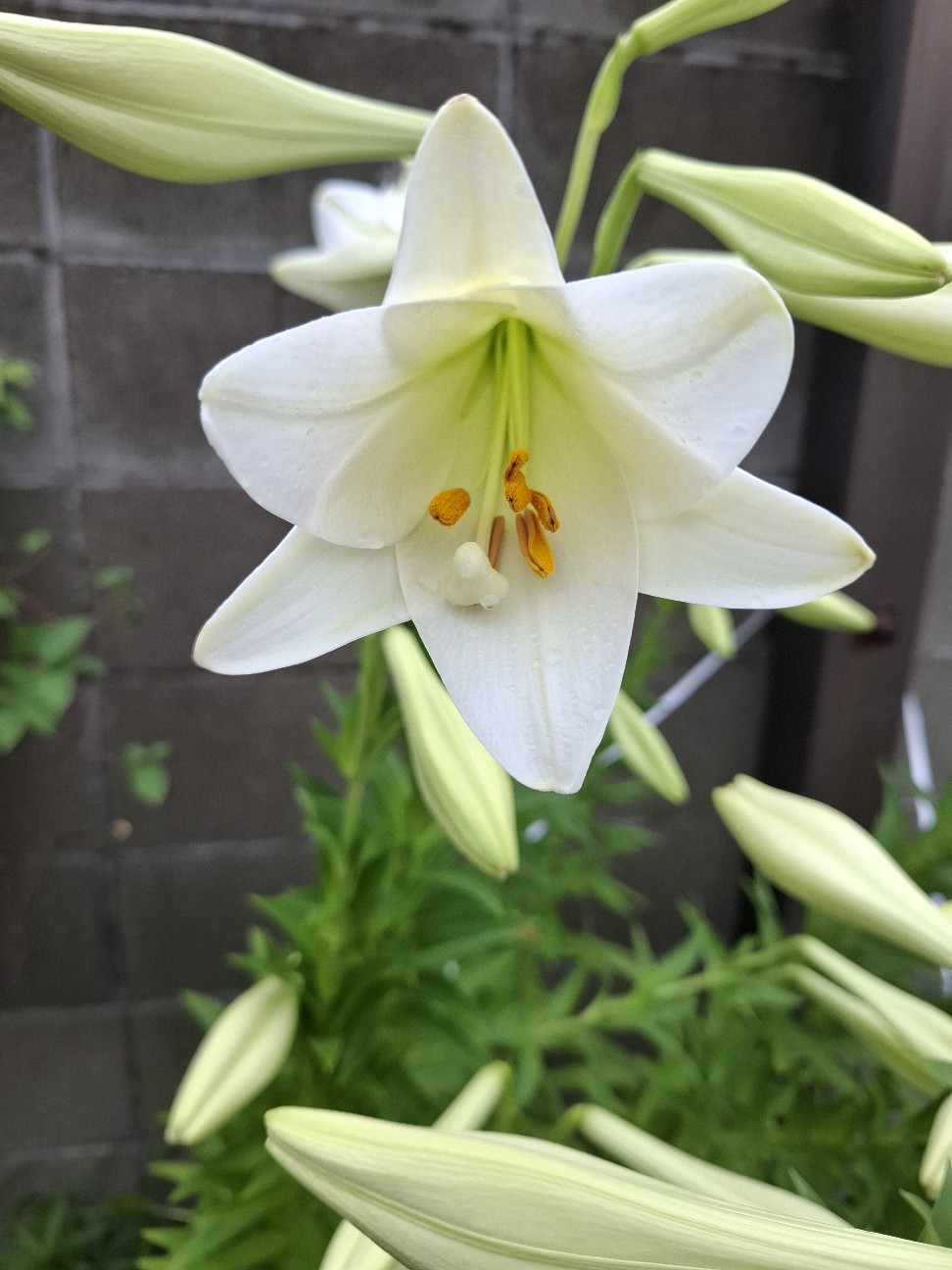 f:id:rudolf1981:20260606085740j:image f:id:rudolf1981:20260606085740j:image