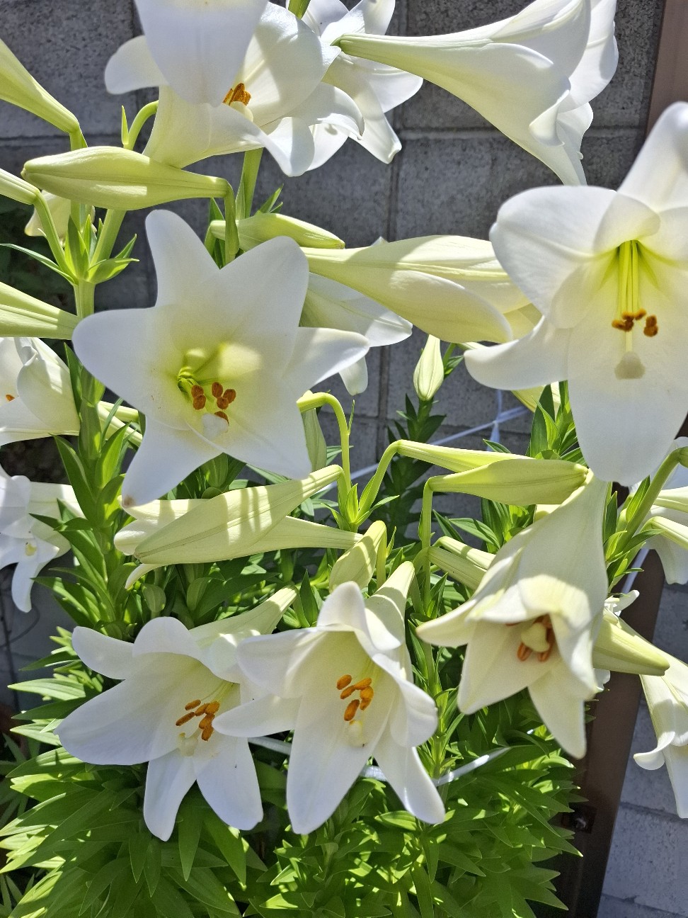 f:id:rudolf1981:20260607163532j:image