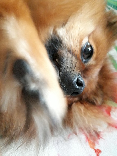 f:id:rue1:20200520190832j:image f:id:rue1:20200520190832j:image