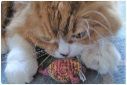 f:id:rue_rouelle39:20210320234241j:plain
