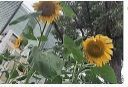 f:id:rue_rouelle39:20210322091455j:plain