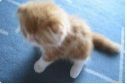 f:id:rue_rouelle39:20210325164145j:plain