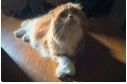 f:id:rue_rouelle39:20210326165044j:plain