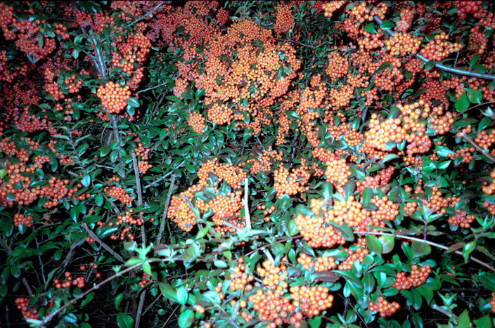 f:id:rufuto2007:20061206162654j:image f:id:rufuto2007:20061206162654j:image