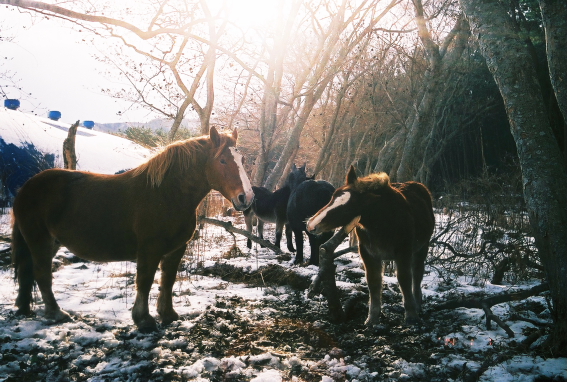 f:id:rufuto2007:20140106122428j:image:right f:id:rufuto2007:20140106122428j:image:right