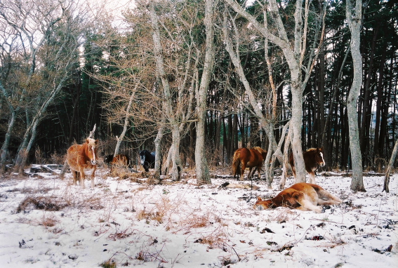 f:id:rufuto2007:20140106122926j:image