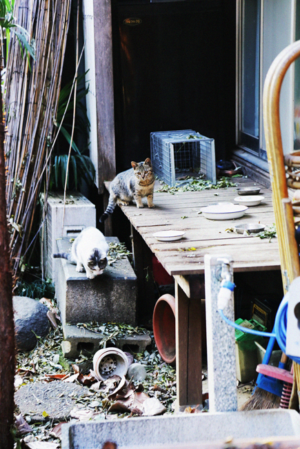 f:id:rufuto2007:20140119155920j:image