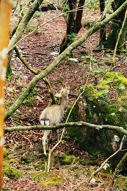 f:id:rufuto2007:20150414201339j:image f:id:rufuto2007:20150414201339j:image