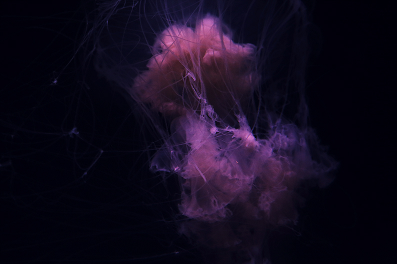 f:id:rufuto2007:20150724062440j:image f:id:rufuto2007:20150724062440j:image