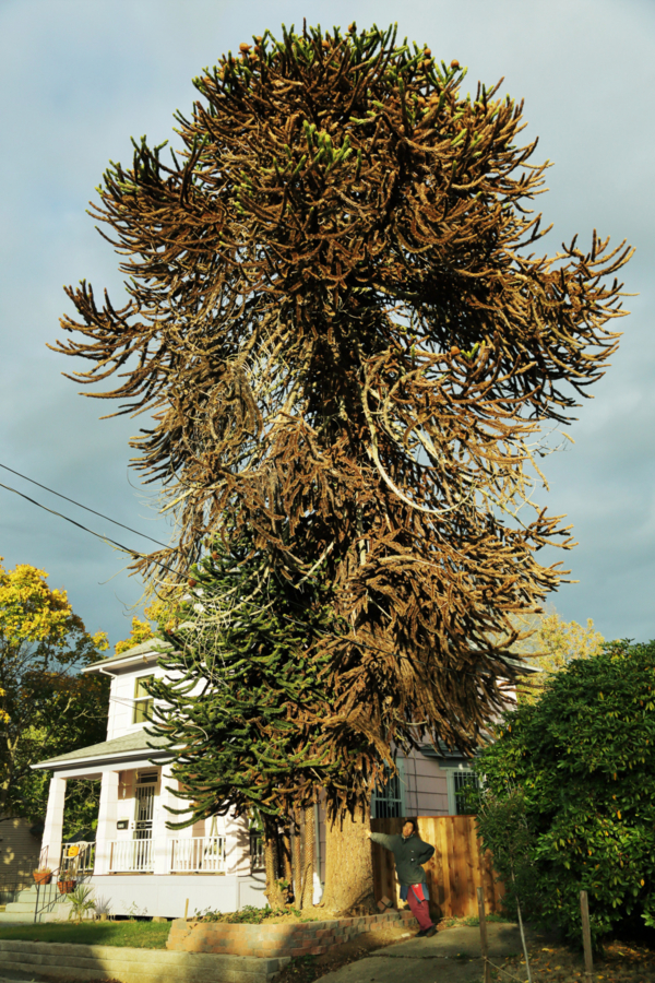 f:id:rufuto2007:20151101103401j:image f:id:rufuto2007:20151101103401j:image