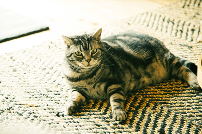 f:id:rufuto2007:20160522040029p:image