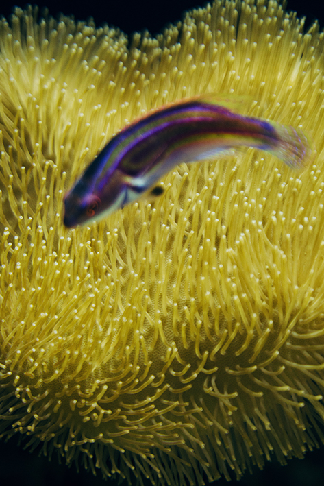 f:id:rufuto2007:20170414024715j:image