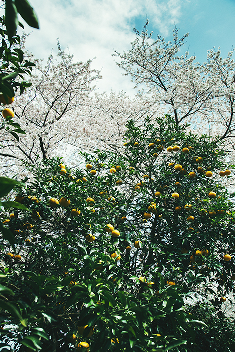 f:id:rufuto2007:20170414025745j:image