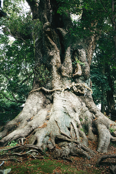 f:id:rufuto2007:20170414025807j:image