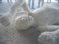 遺体を石膏で復元したもの。悲痛な表情が見て取れる