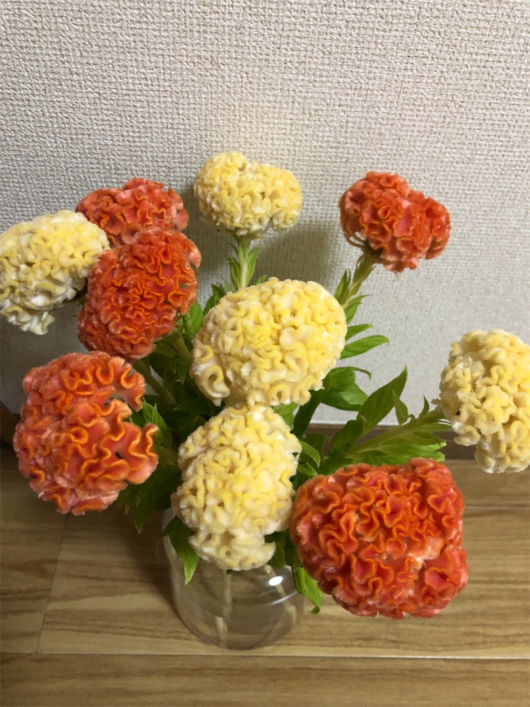 f:id:ruicorochagama:20260912205923j:image f:id:ruicorochagama:20260912205923j:image